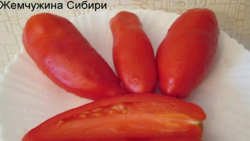 Why the pearl of Siberia tomato will definitely not disappoint you: the advantages and disadvantages of a variety that gives a rich harvest