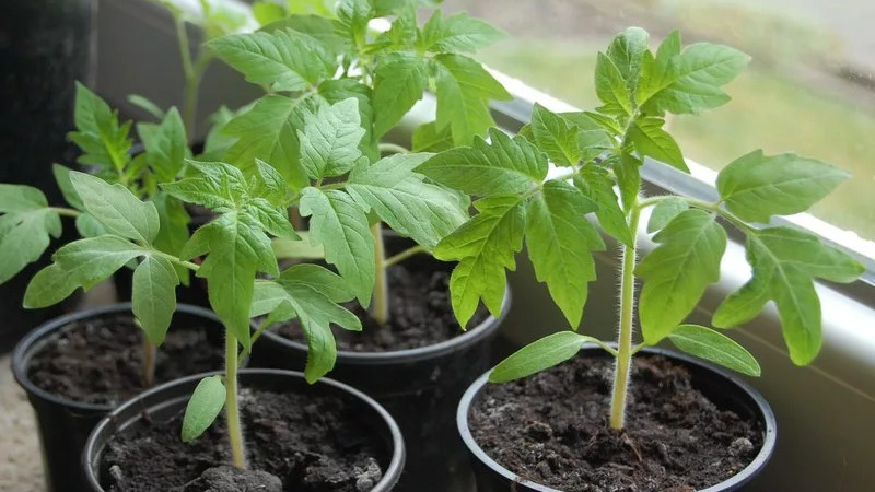 Why the pearl of Siberia tomato will definitely not disappoint you: the advantages and disadvantages of a variety that gives a rich harvest