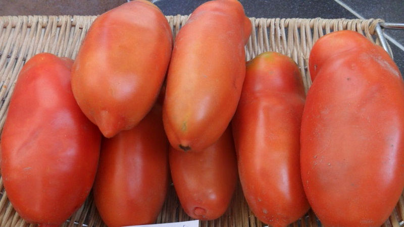 Why the pearl of Siberia tomato will definitely not disappoint you: the advantages and disadvantages of a variety that gives a rich harvest