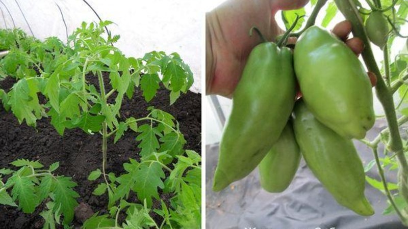 Why the pearl of Siberia tomato will definitely not disappoint you: the advantages and disadvantages of a variety that gives a rich harvest