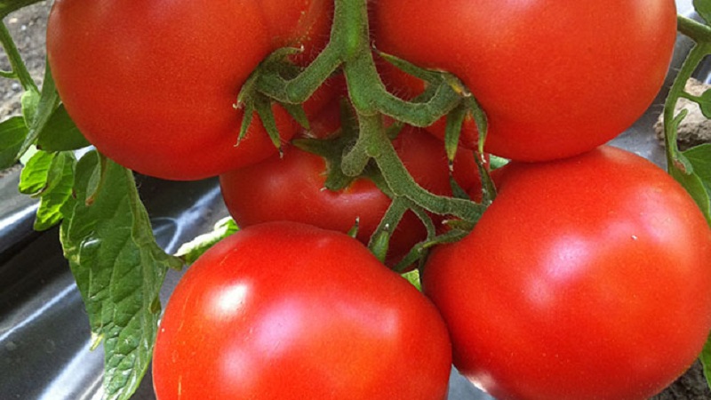 Will amaze you with its yield and taste - tomato Belle f1 and the secrets of agricultural technology from experienced gardeners