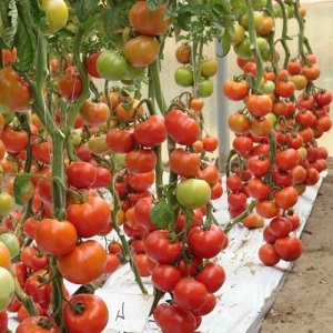 Will amaze you with its yield and taste - tomato Belle f1 and the secrets of agricultural technology from experienced gardeners