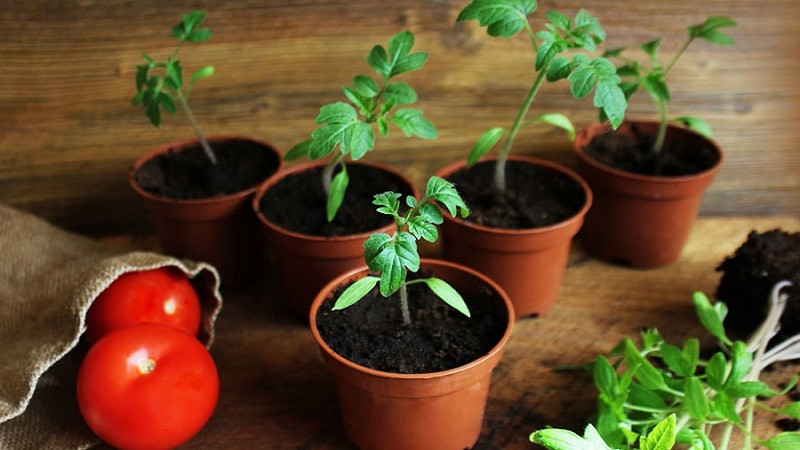 Will amaze you with its yield and taste - tomato Belle f1 and the secrets of agricultural technology from experienced gardeners