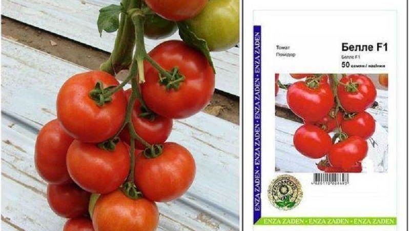 Will amaze you with its yield and taste - tomato Belle f1 and the secrets of agricultural technology from experienced gardeners