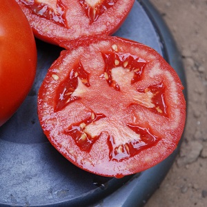 Will amaze you with its yield and taste - tomato Belle f1 and the secrets of agricultural technology from experienced gardeners