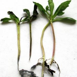How and what to deal with diseases of pepper seedlings