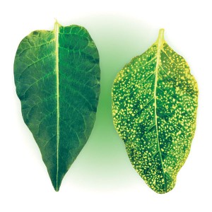 How and what to deal with diseases of pepper seedlings