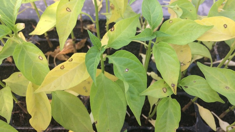 How and what to deal with diseases of pepper seedlings