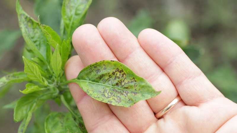 How and what to deal with diseases of pepper seedlings