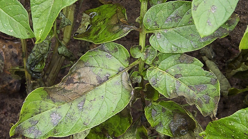 How and what to deal with diseases of pepper seedlings