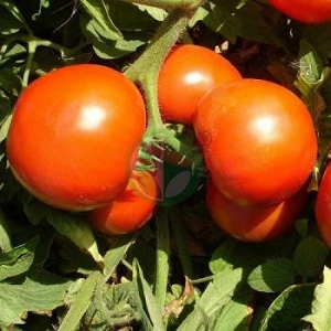 An excellent hybrid for open ground - the Shedi lady tomato f1: we grow unpretentious tomatoes without hassle