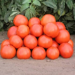 An excellent hybrid for open ground - the Shedi lady tomato f1: we grow unpretentious tomatoes without hassle