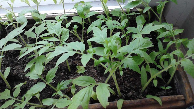 An excellent hybrid for open ground - the Shedi lady tomato f1: we grow unpretentious tomatoes without hassle