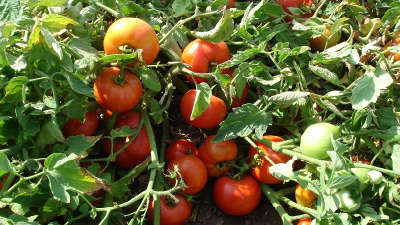 An excellent hybrid for open ground - the Shedi lady tomato f1: we grow unpretentious tomatoes without hassle