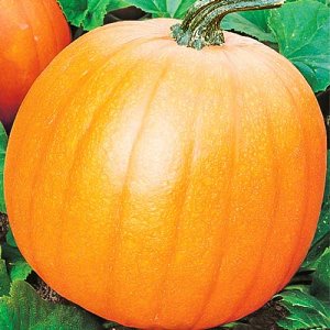 What is good about the bush orange pumpkin and why it is worth trying to grow it on your site