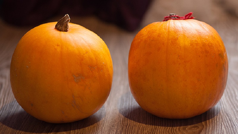 What is good about the bush orange pumpkin and why it is worth trying to grow it on your site