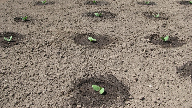 What is good about the bush orange pumpkin and why it is worth trying to grow it on your site
