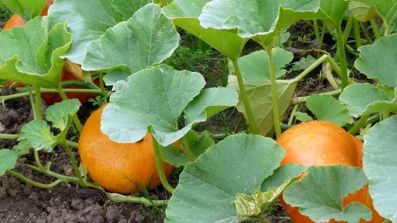 What is good about the bush orange pumpkin and why it is worth trying to grow it on your site