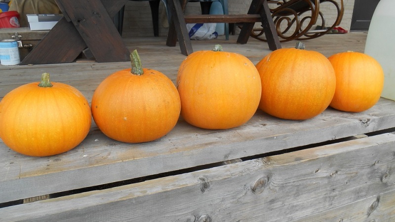 What is good about the bush orange pumpkin and why it is worth trying to grow it on your site