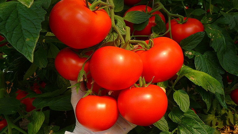 If you want to get an early harvest of juicy and sweet tomatoes - grow Aigen's tomato f1 without much hassle