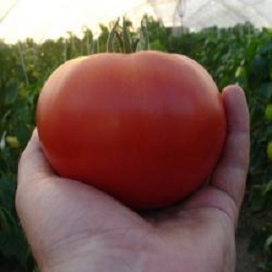 If you want to get an early harvest of juicy and sweet tomatoes - grow Aigen tomato f1 without too much hassle