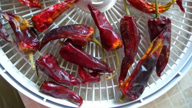 How to keep hot peppers for the winter at home frozen, dried or canned