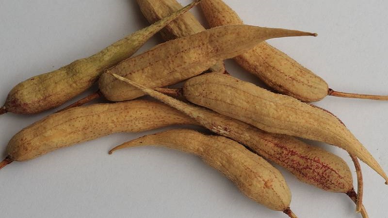 How to collect radish seeds at home: step-by-step instructions and helpful tips