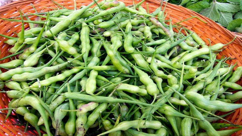 How to collect radish seeds at home: step-by-step instructions and helpful tips