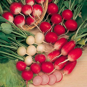 How to collect radish seeds at home: step-by-step instructions and helpful tips
