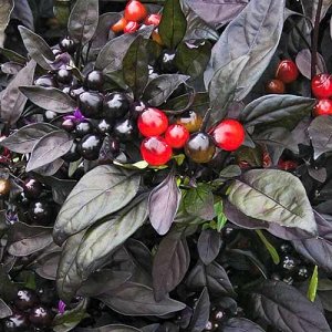 Amazing decorative pepper Black Prince: grow an exotic plant yourself
