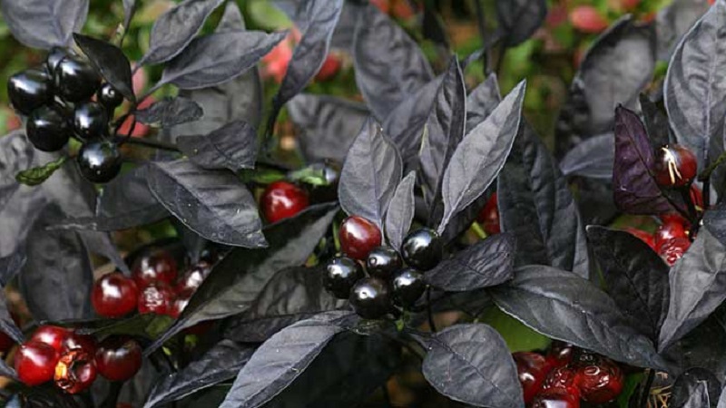 Amazing decorative pepper Black Prince: grow an exotic plant yourself