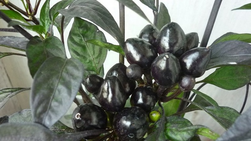 Amazing decorative pepper Black Prince: grow an exotic plant yourself