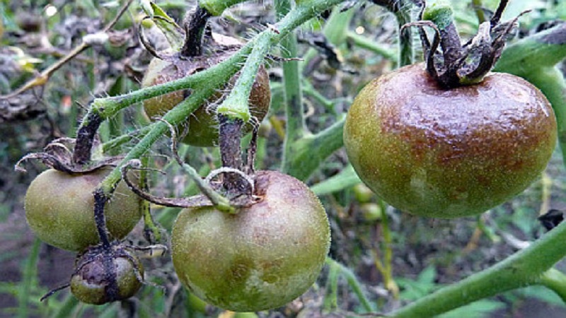 Saving tomatoes from phytophthora: folk remedies that will help you effectively fight the disease