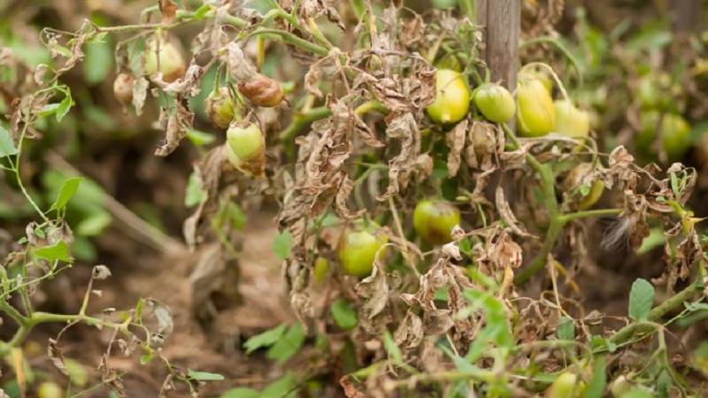 Saving tomatoes from phytophthora: folk remedies that will help you effectively fight the disease