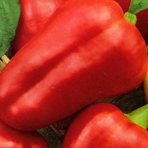 Early ripe, sweet and juicy variety of pepper Red shovel: an overview and instructions for growing