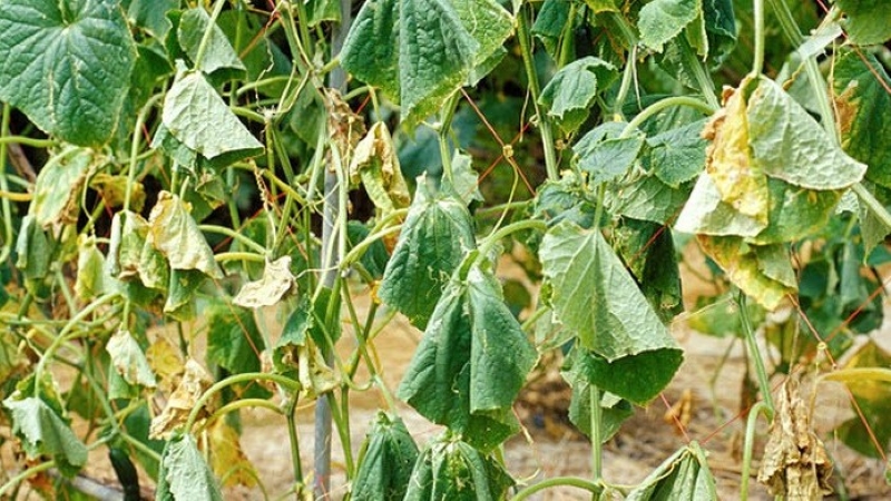 How to deal with fusarium cucumber: life-saving advice from gardeners and proven means