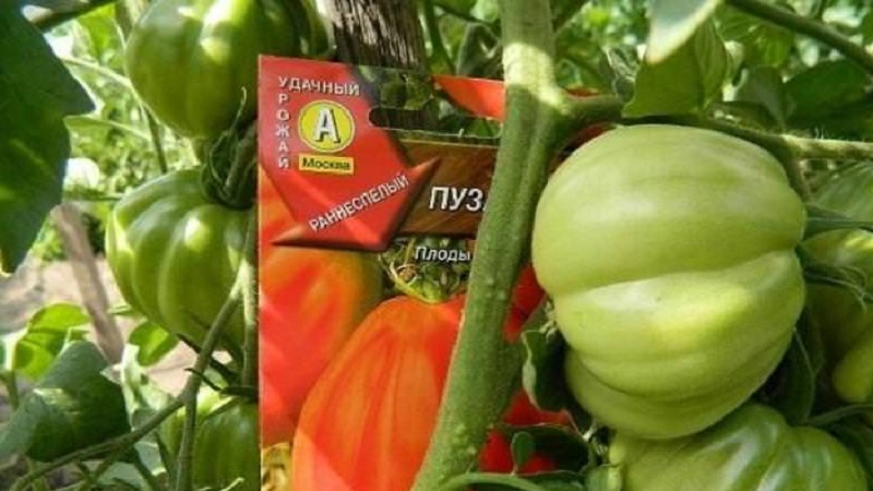 Is it worth trying to grow a Puzata khata tomato and how it might appeal to beginners and experienced farmers