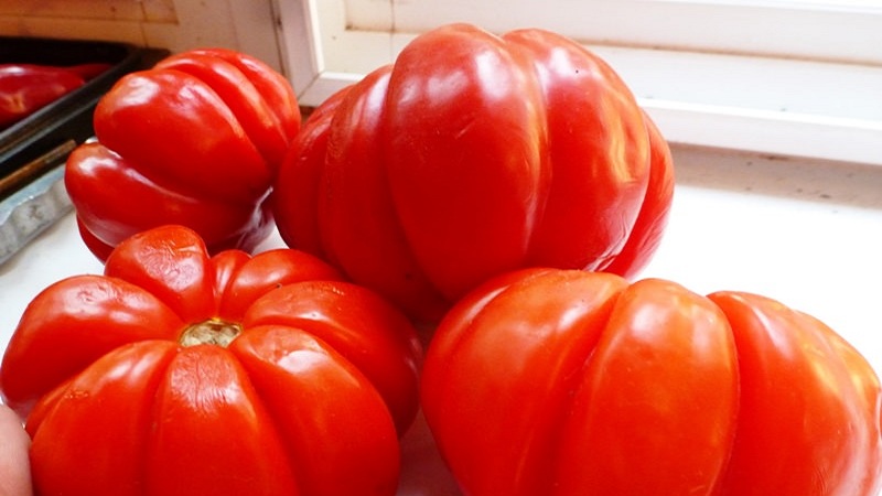 Is it worth trying to grow a Puzata khata tomato and how it might appeal to beginners and experienced farmers