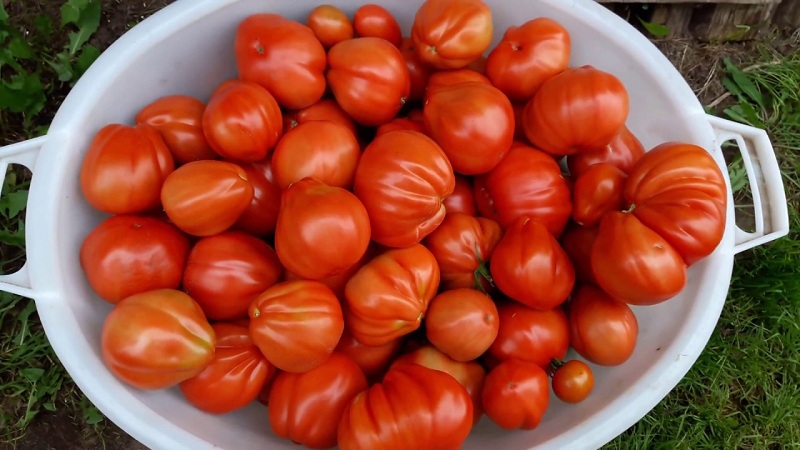 Is it worth trying to grow a Puzata khata tomato and how it might appeal to beginners and experienced farmers