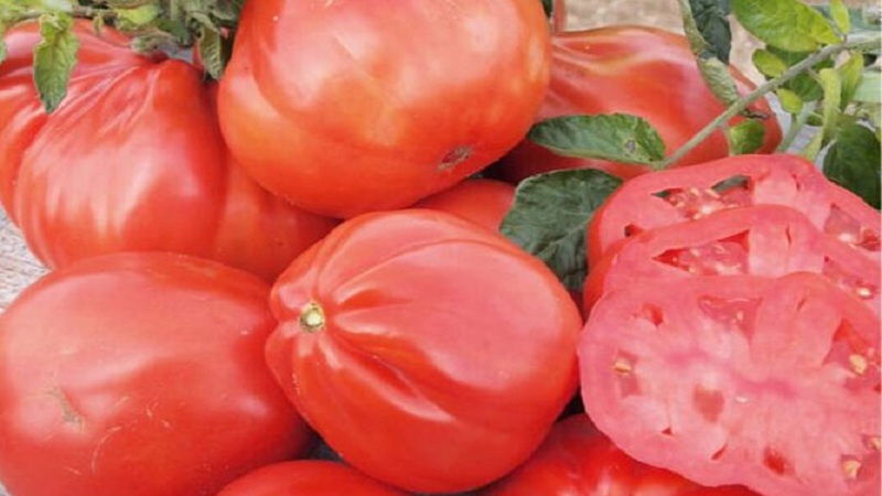 Is it worth trying to grow a Puzata khata tomato and how it might appeal to beginners and experienced farmers