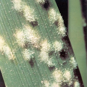 Why does powdery mildew appear and why is it dangerous on cucumbers: photo and treatment, preventive measures