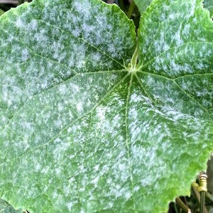 Why does powdery mildew appear and why is it dangerous on cucumbers: photo and treatment, preventive measures