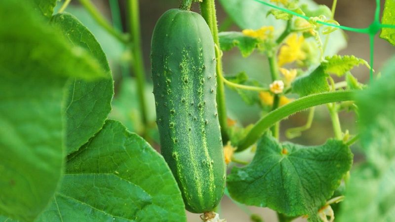 Why does powdery mildew appear and why is it dangerous on cucumbers: photo and treatment, preventive measures