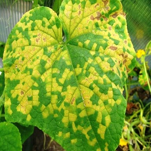 Why does powdery mildew appear and why is it dangerous on cucumbers: photo and treatment, preventive measures