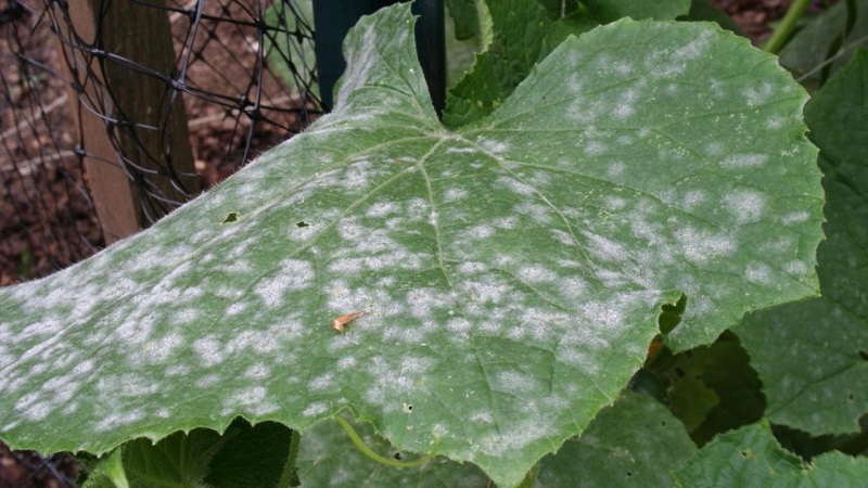 Why does powdery mildew appear and why is it dangerous on cucumbers: photo and treatment, preventive measures