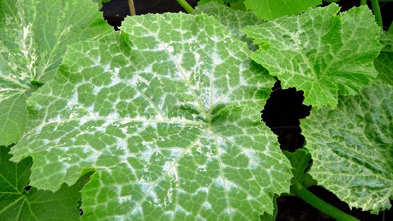 Why does powdery mildew appear and why is it dangerous on cucumbers: photo and treatment, preventive measures