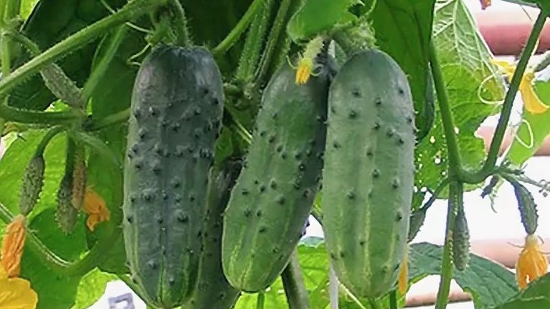 Why does powdery mildew appear and why is it dangerous on cucumbers: photo and treatment, preventive measures