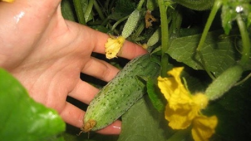 Why does powdery mildew appear and why is it dangerous on cucumbers: photo and treatment, preventive measures