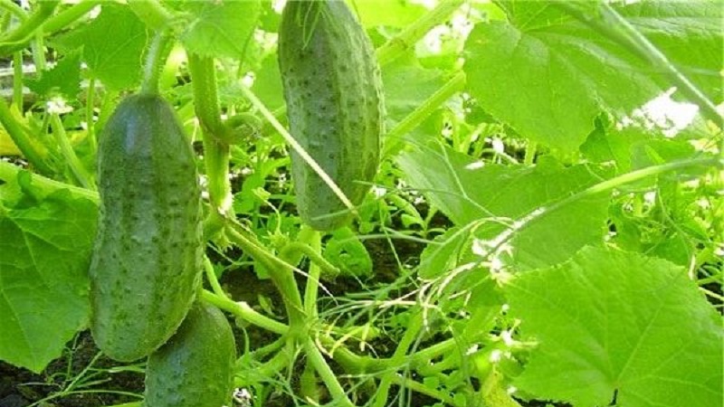 Why does powdery mildew appear and why is it dangerous on cucumbers: photo and treatment, preventive measures