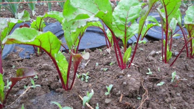 High-yielding table beet Boyarynya: we grow it ourselves without much hassle